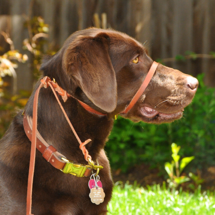 Bold Lead Designs Aurora