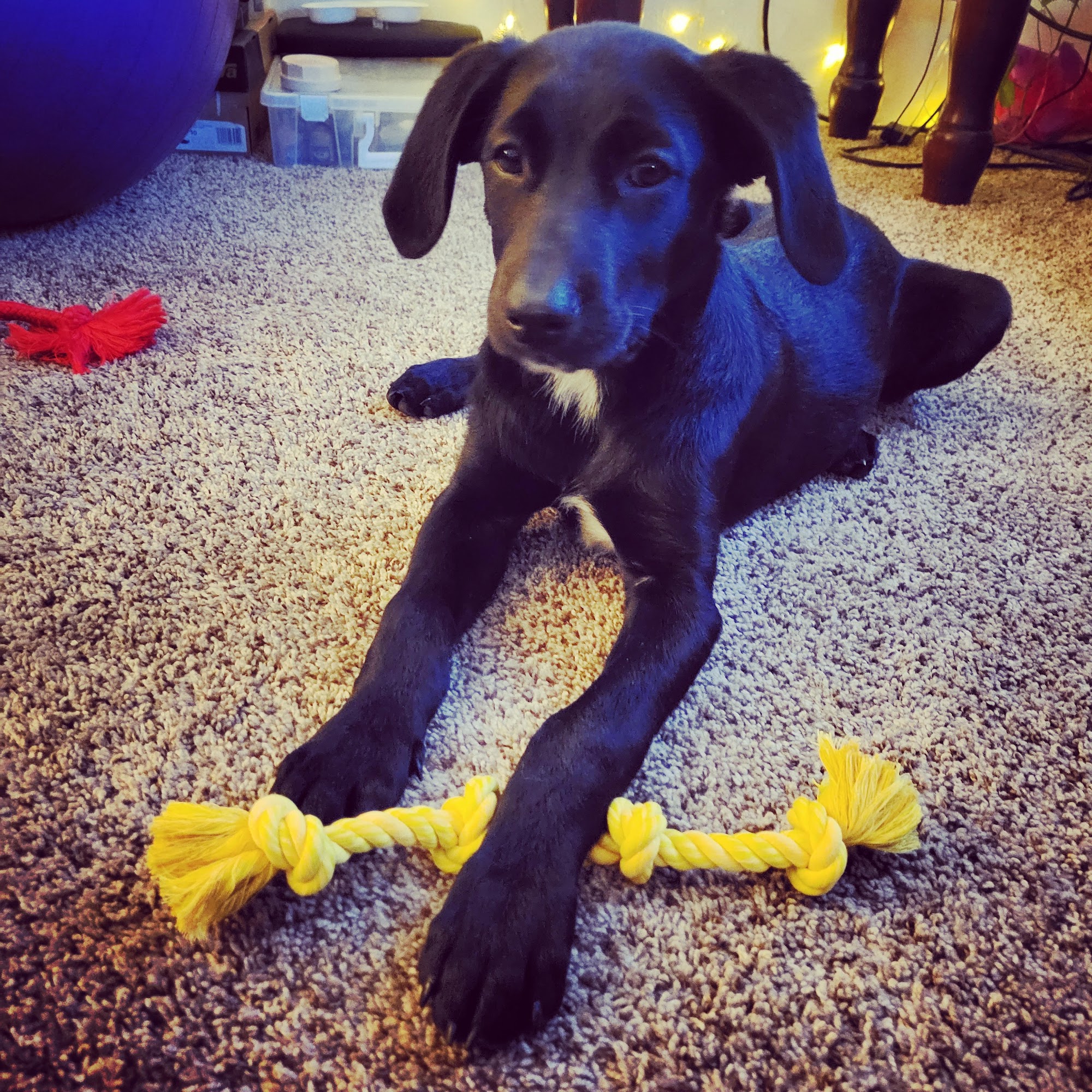 The Hopeful Hound Aurora