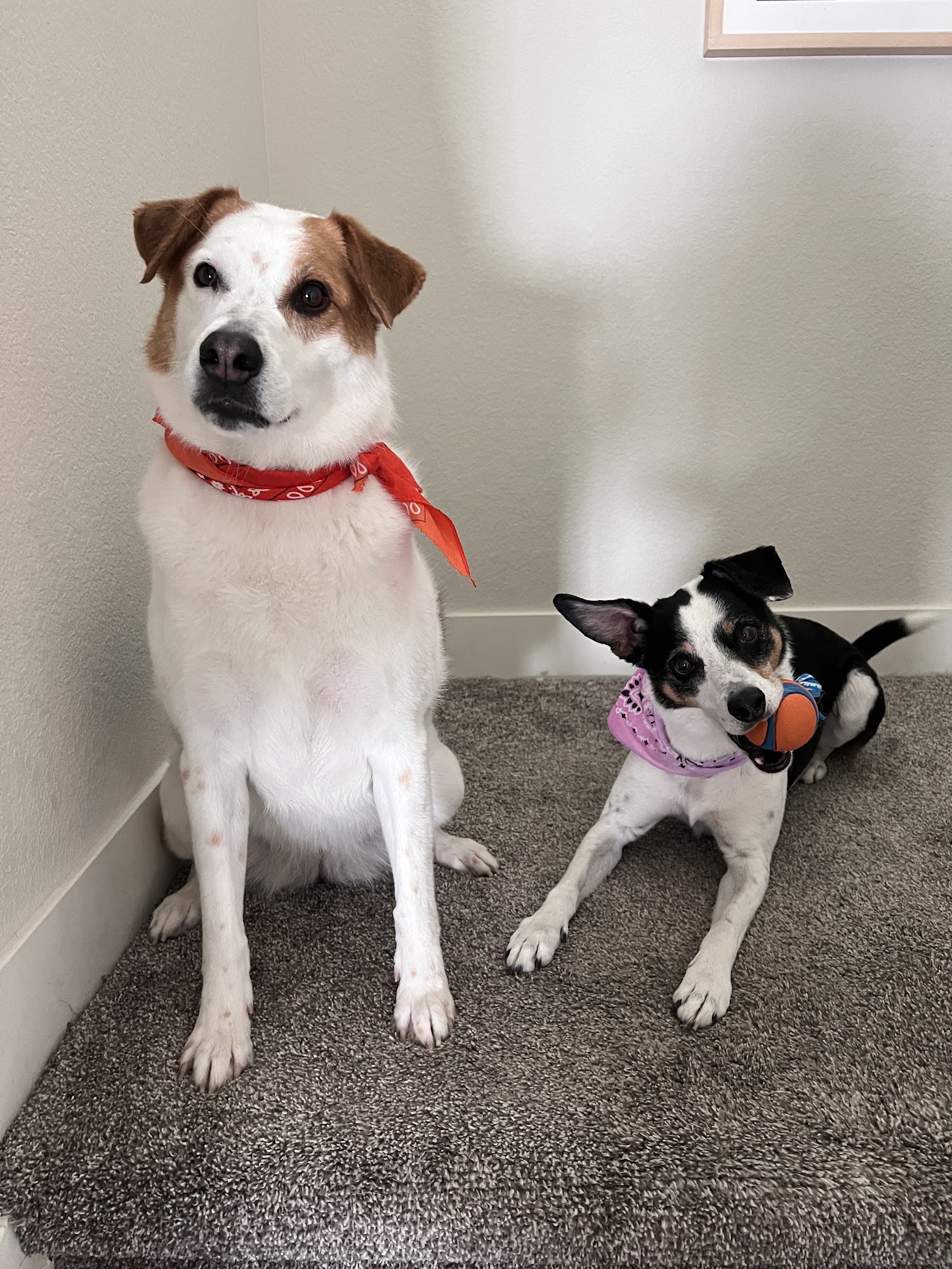 Happy Paws Mobile Grooming Aurora