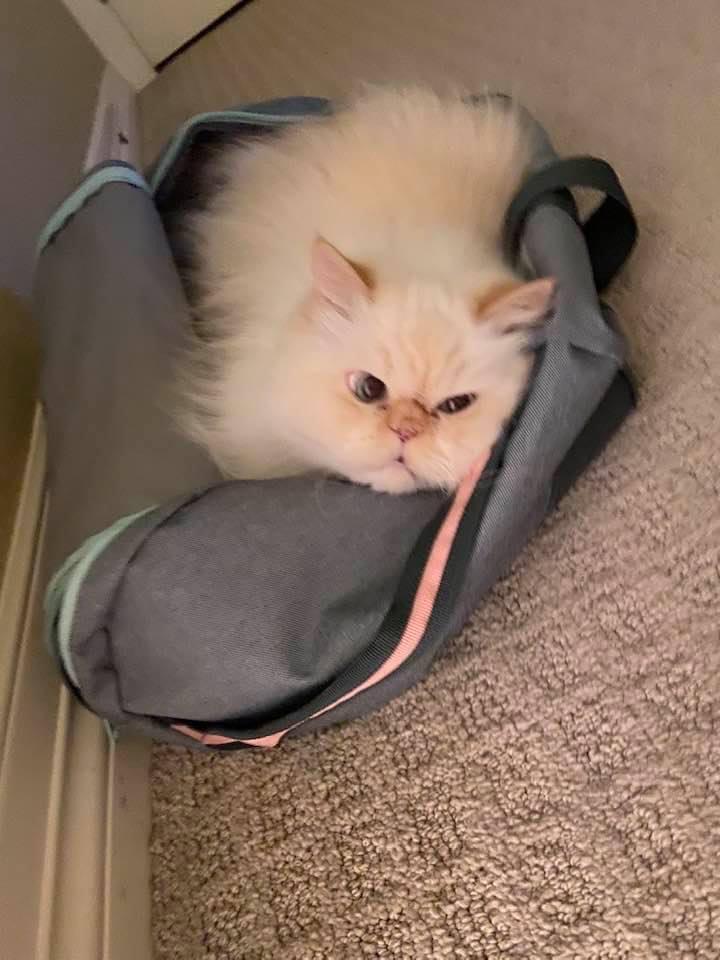 CCAPM Veterinary Care Center Broomfield