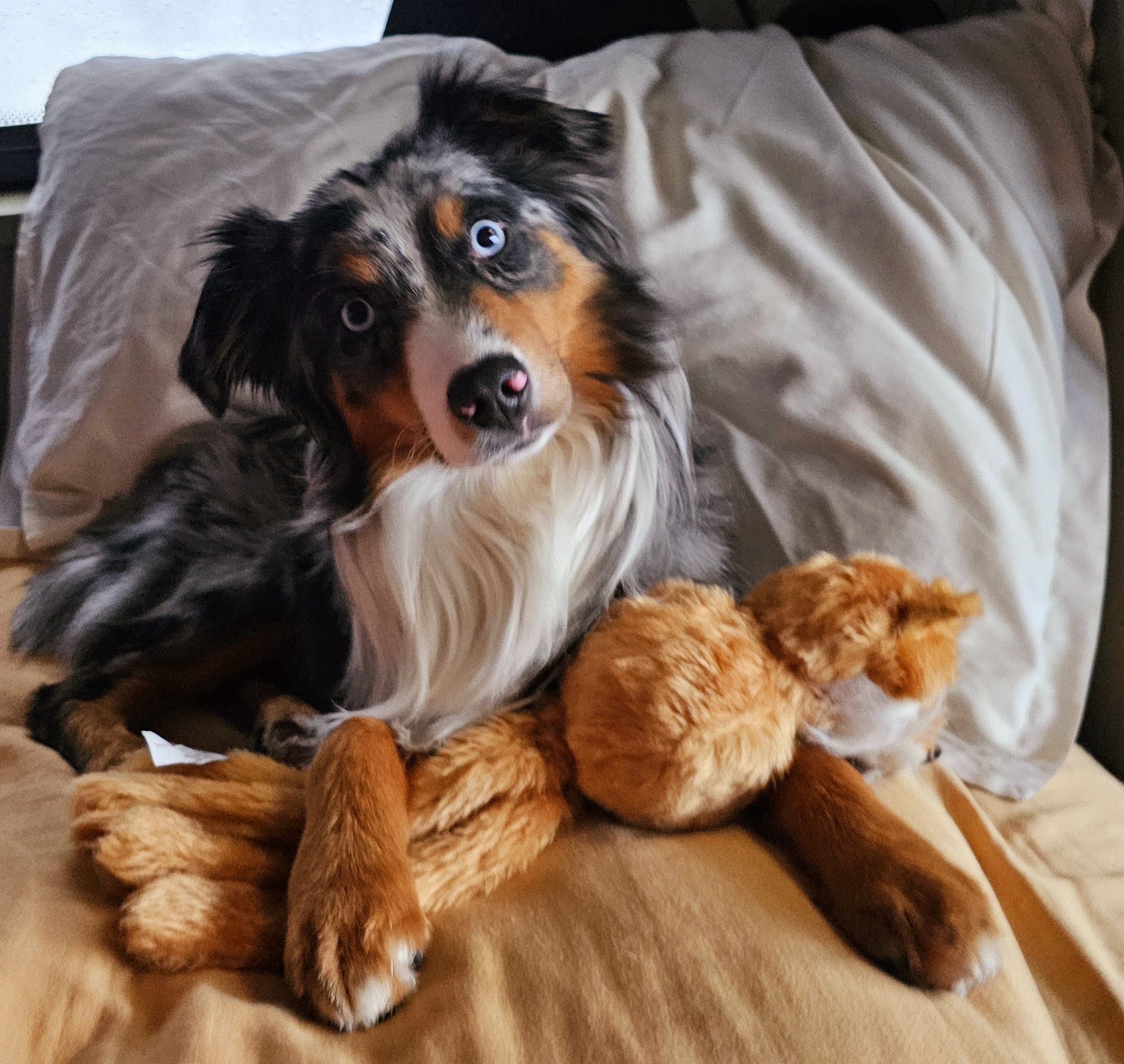 Groomingdale's Pet Grooming Brush