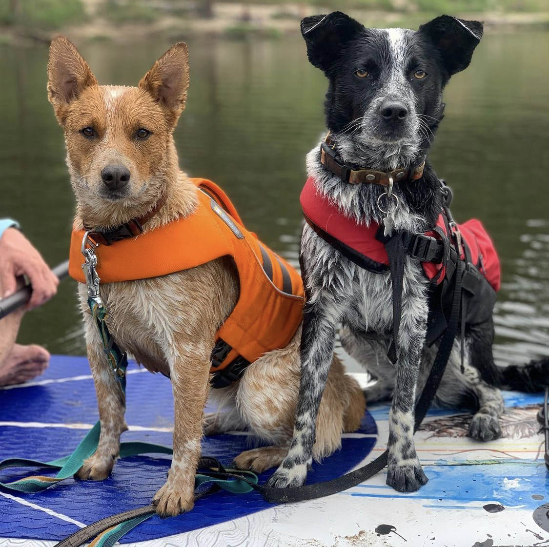 Buster's Natural Pet Supply Conifer