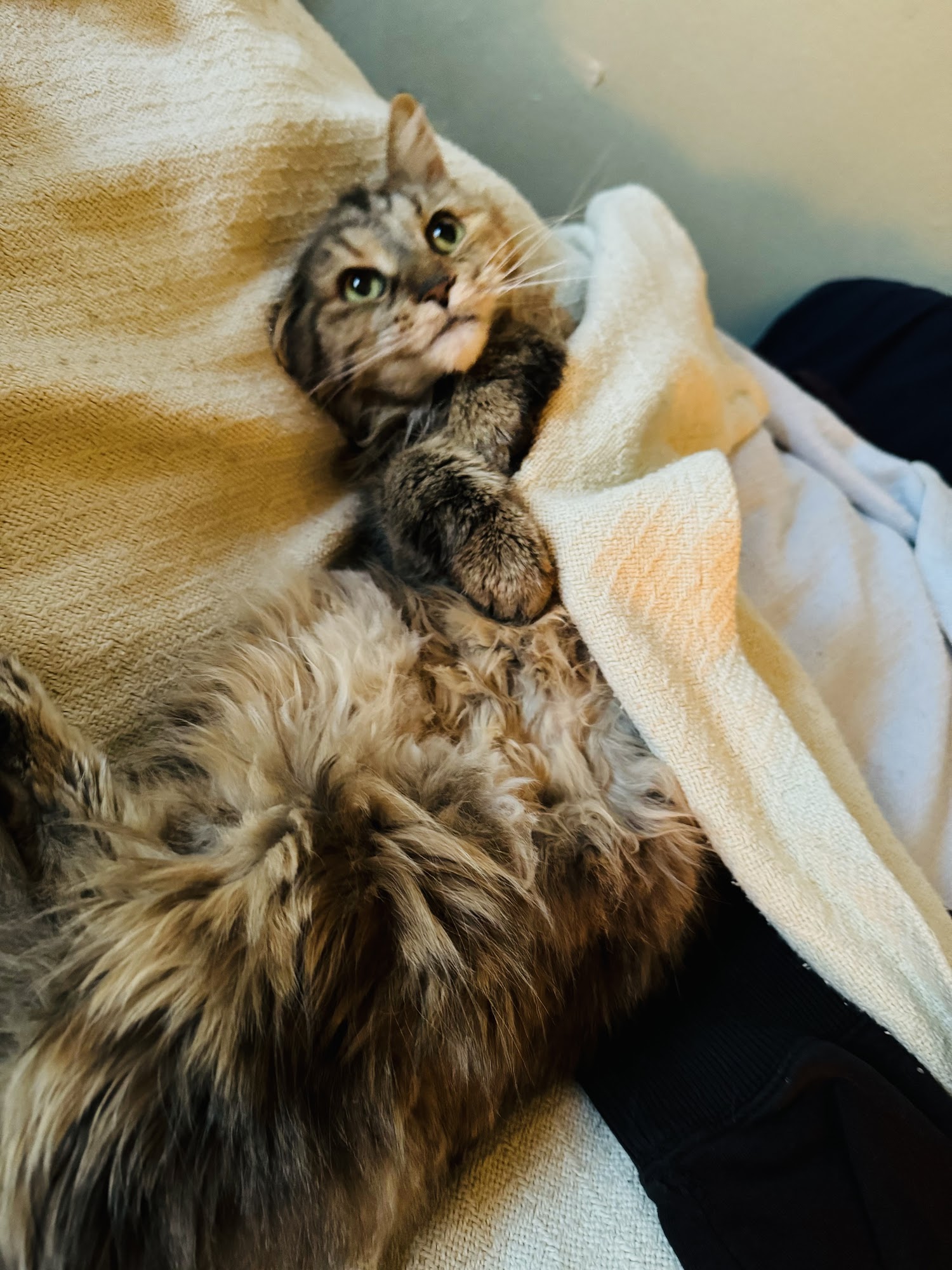 MaxFund Animal Adoption Center Denver