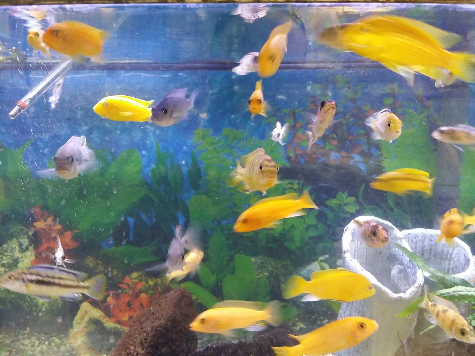 VALLEY PETS Fountain