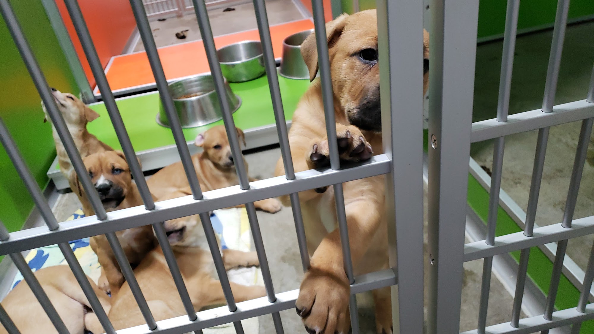 Summit County Animal Control and Shelter Frisco