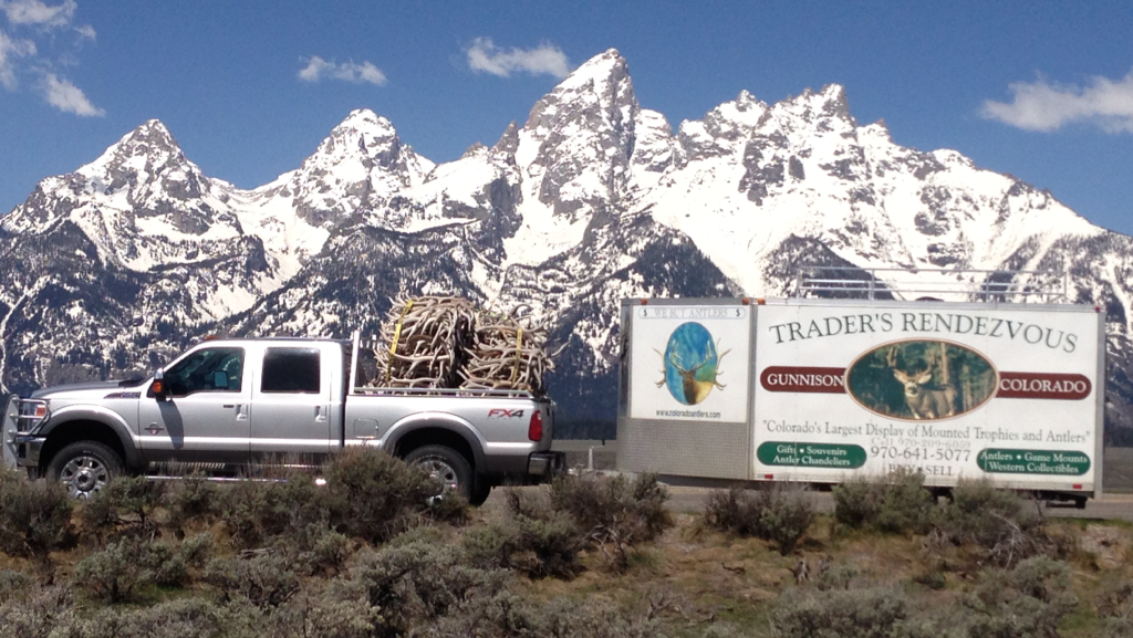 Rocky Mountain Antler Chews Gunnison
