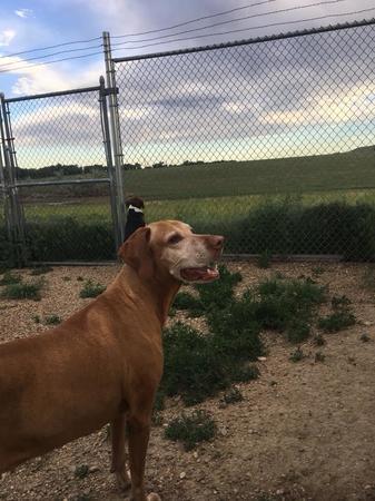 Whispering Pines Pet Resort Longmont