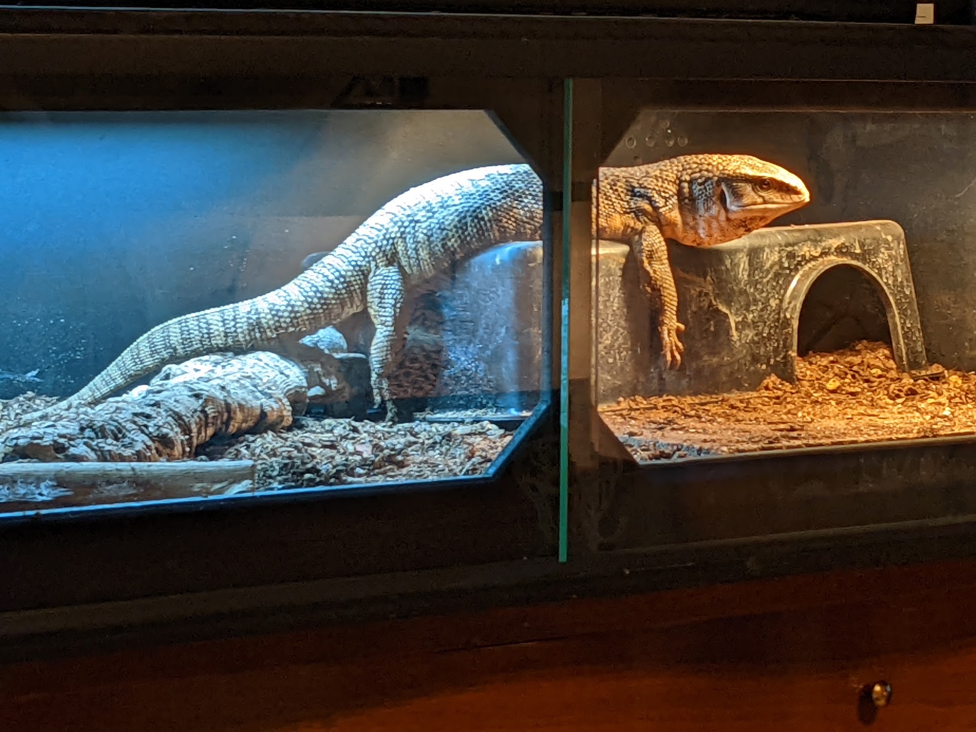 Beasties...A pet store and more!!! Pueblo