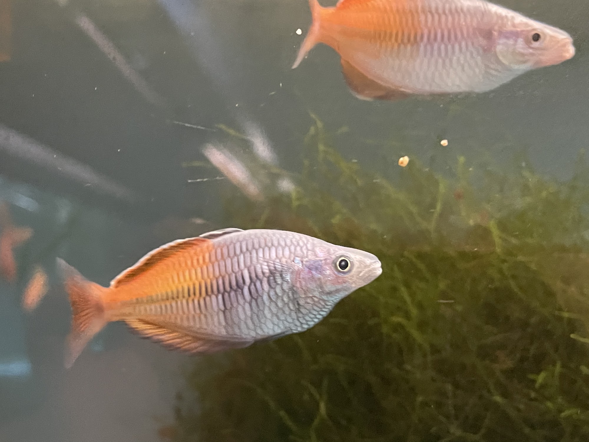 Brookfield Pets Brookfield