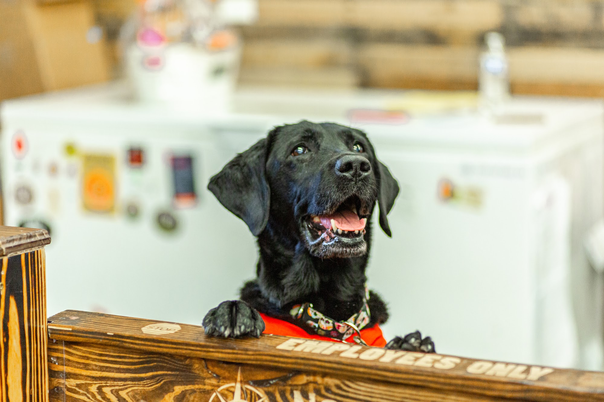 NorthPoint Pets & Company Cheshire