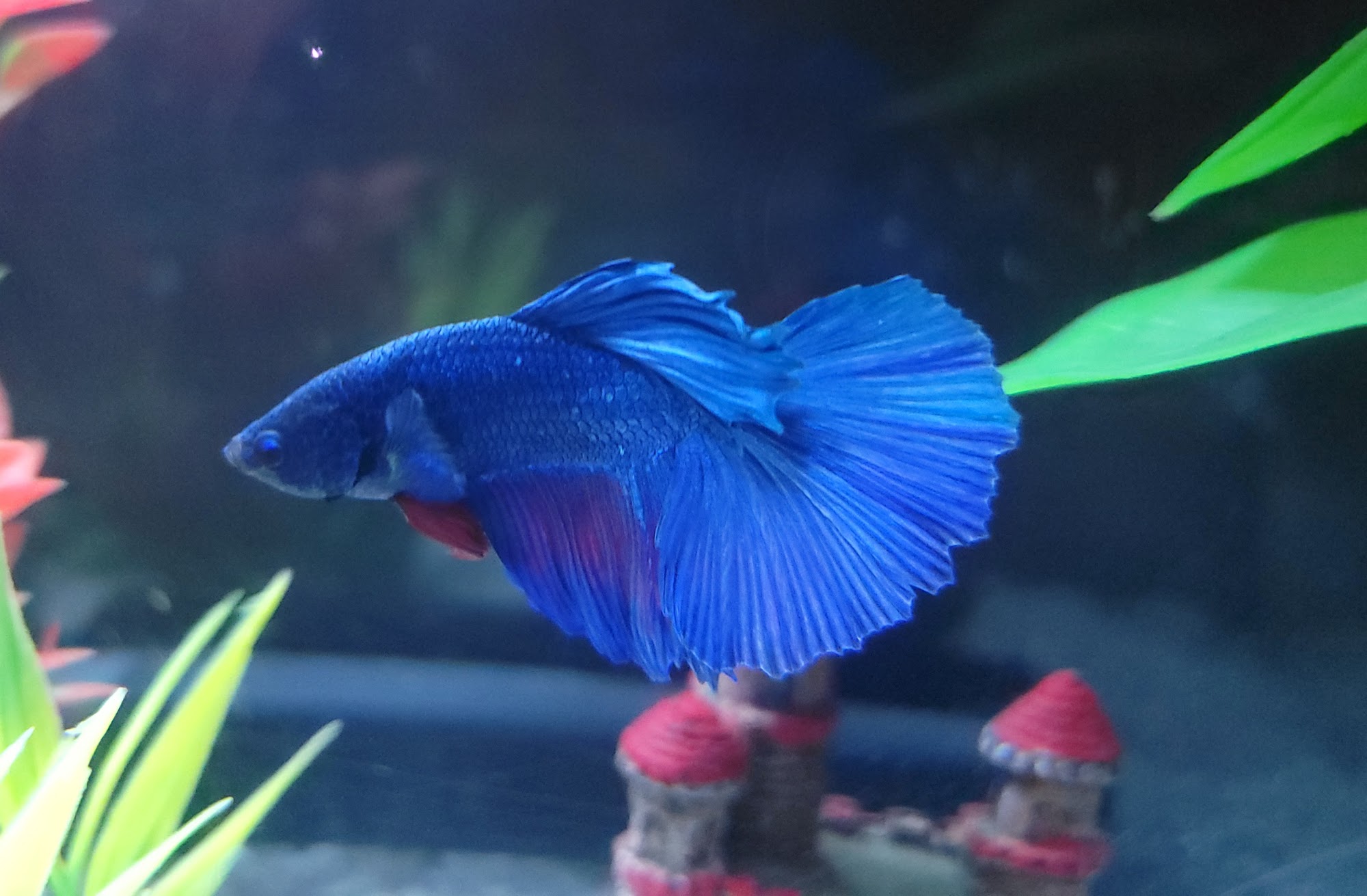 Alex's Advanced Aquatics Enfield