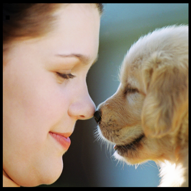 Connecticut Pet Containment LLC Norwalk