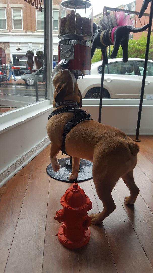 SoNo Dog Grooming Ridgefield