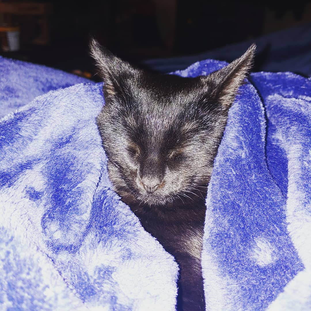 Whiskers Pet Rescue Southbury