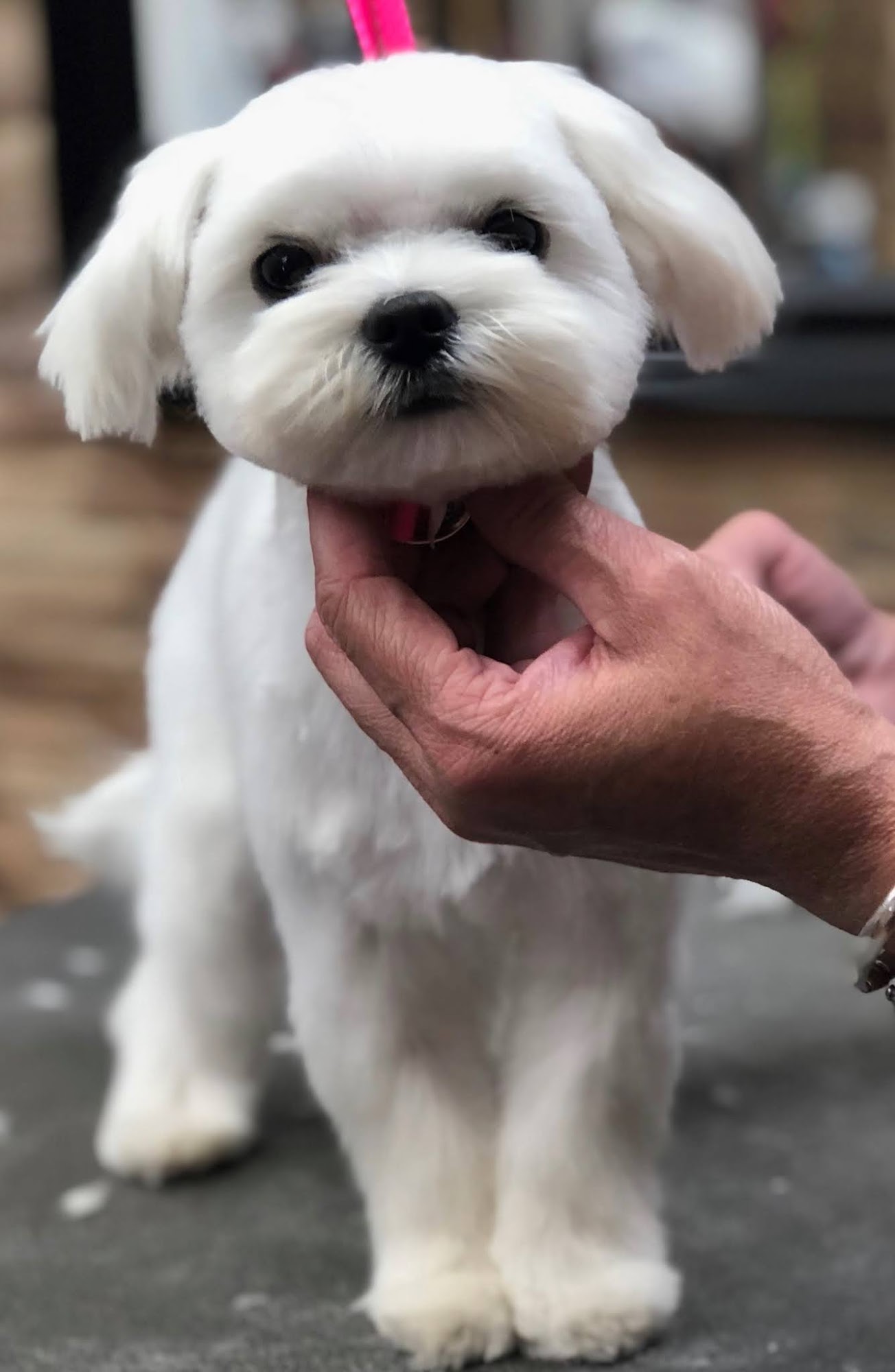 AdVet Hygienics Stamford