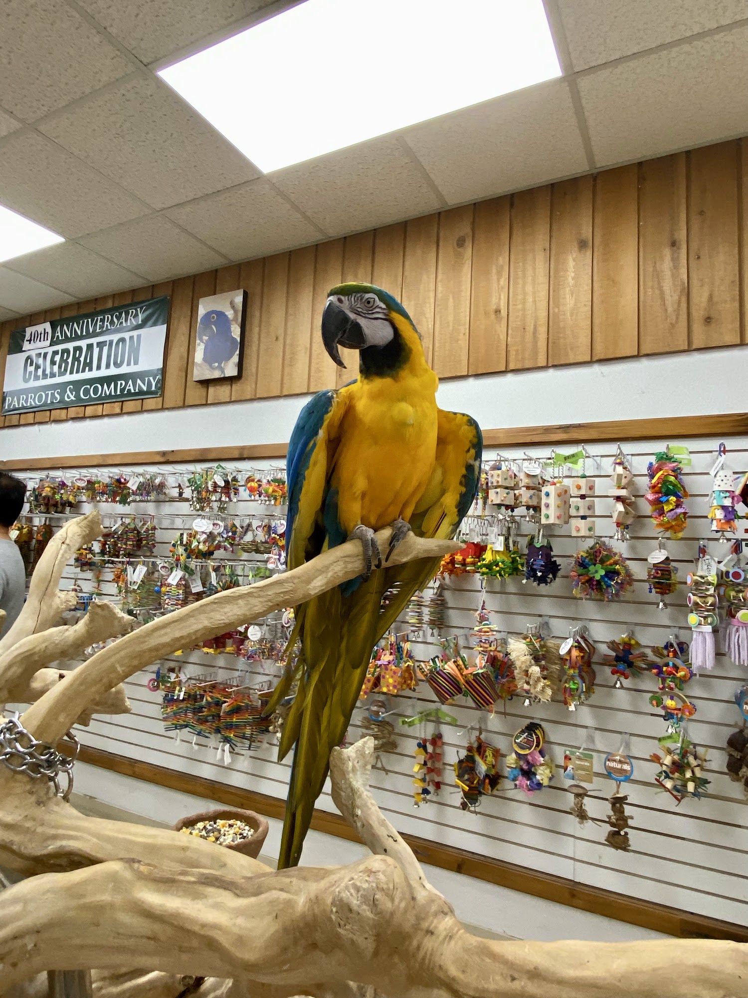Parrots & Company Stamford