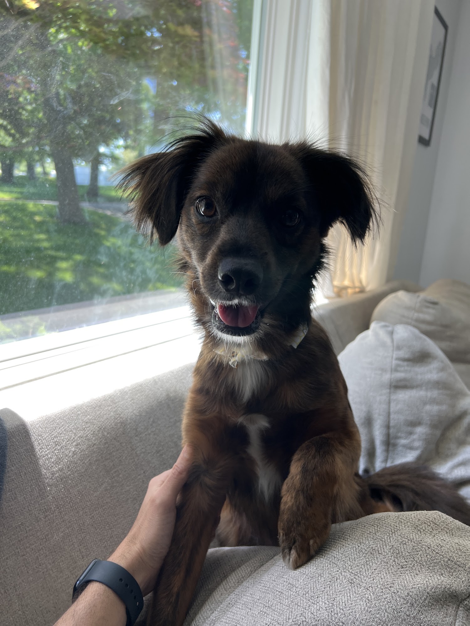 Wet Paws Dog Grooming Trumbull