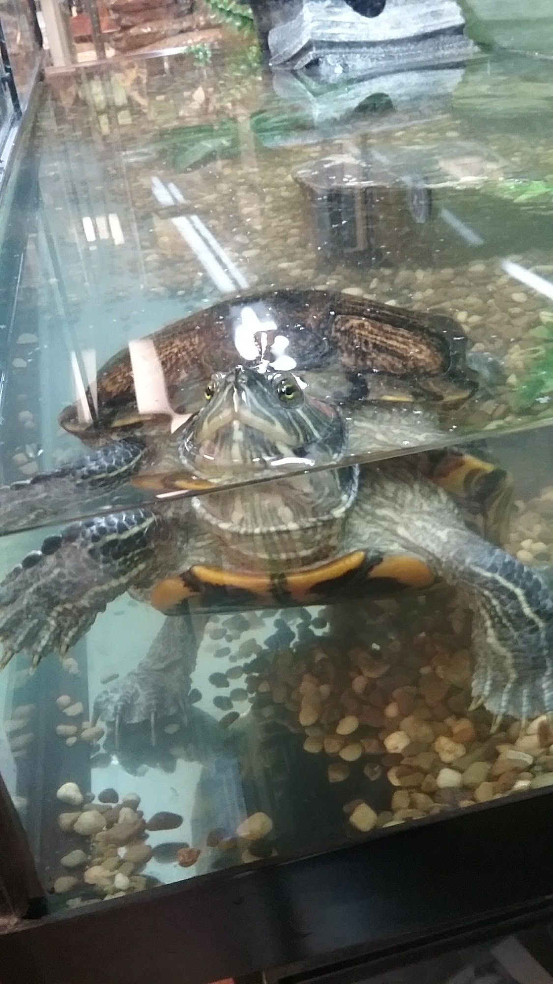 All Pets Club Windham