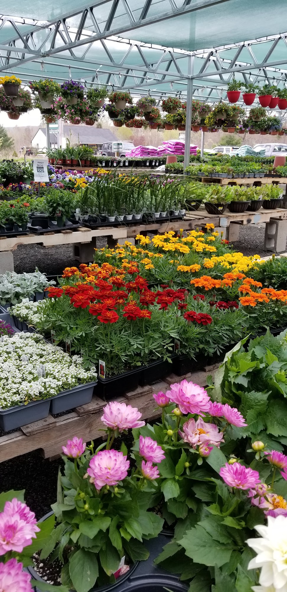 Mackey's Woodstock Woodstock