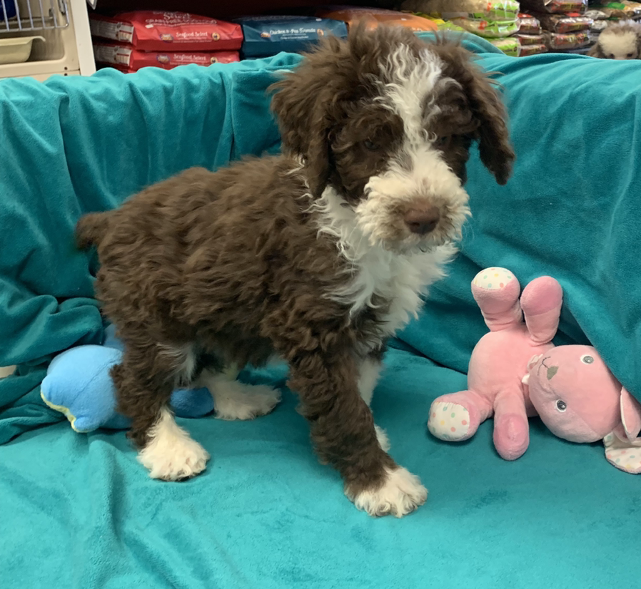 Puppies-R-Us Bridgeville