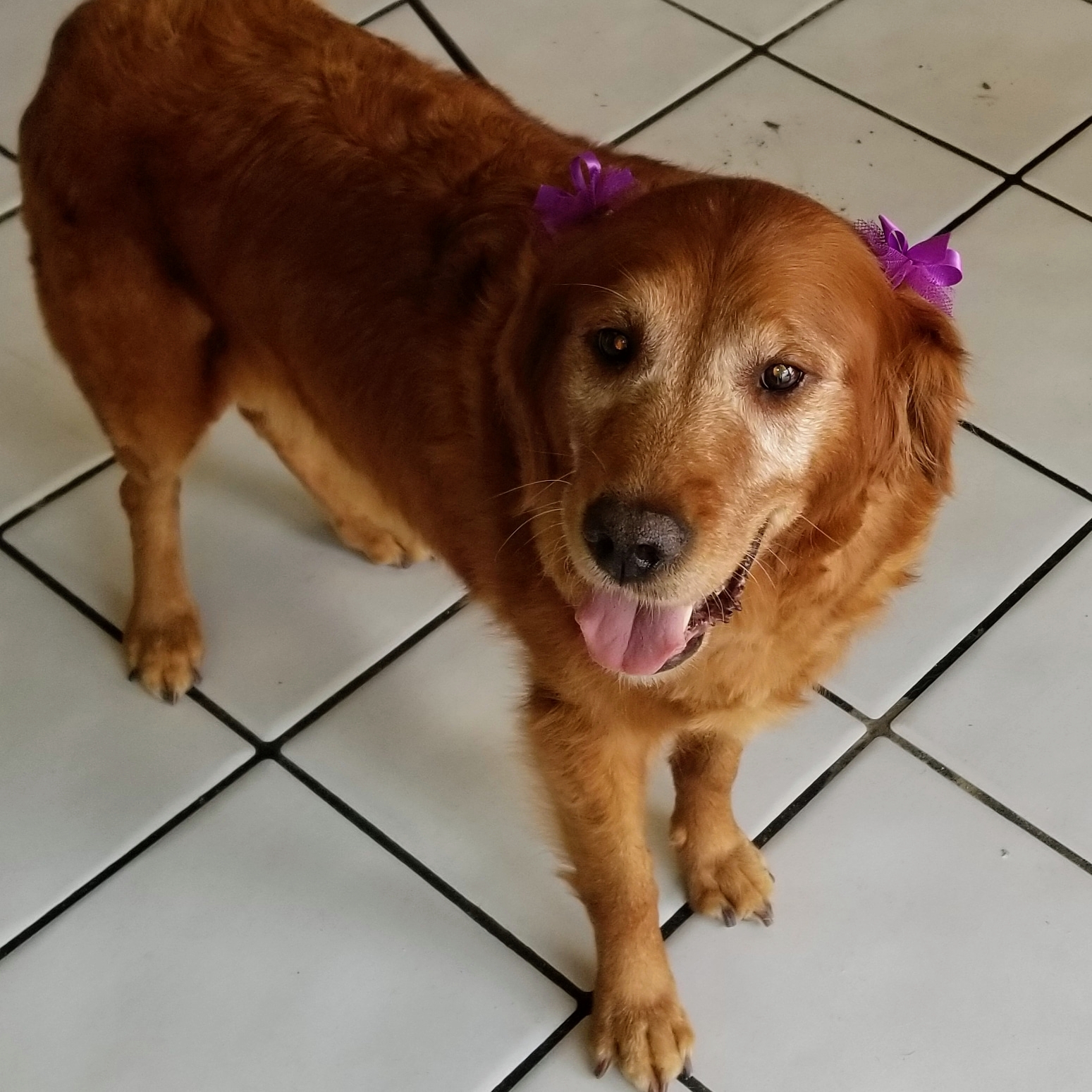 TLC Pet Salon - Since 2004 Apopka