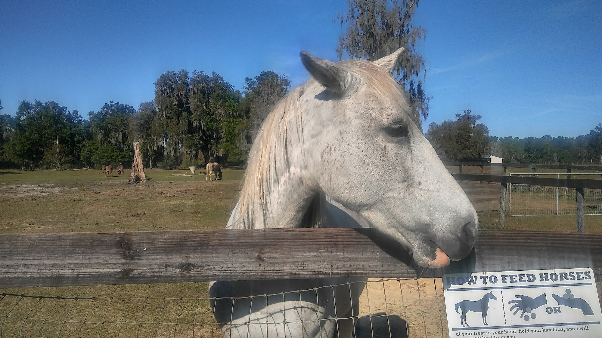 Kindred Spirits Sanctuary Citra