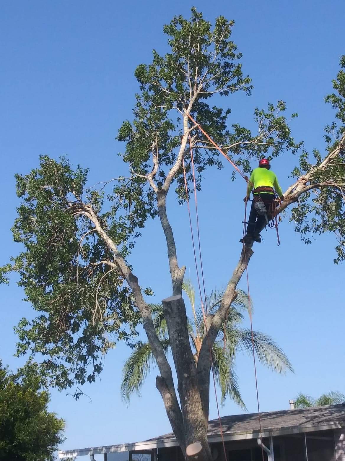 Costlow Tree Care