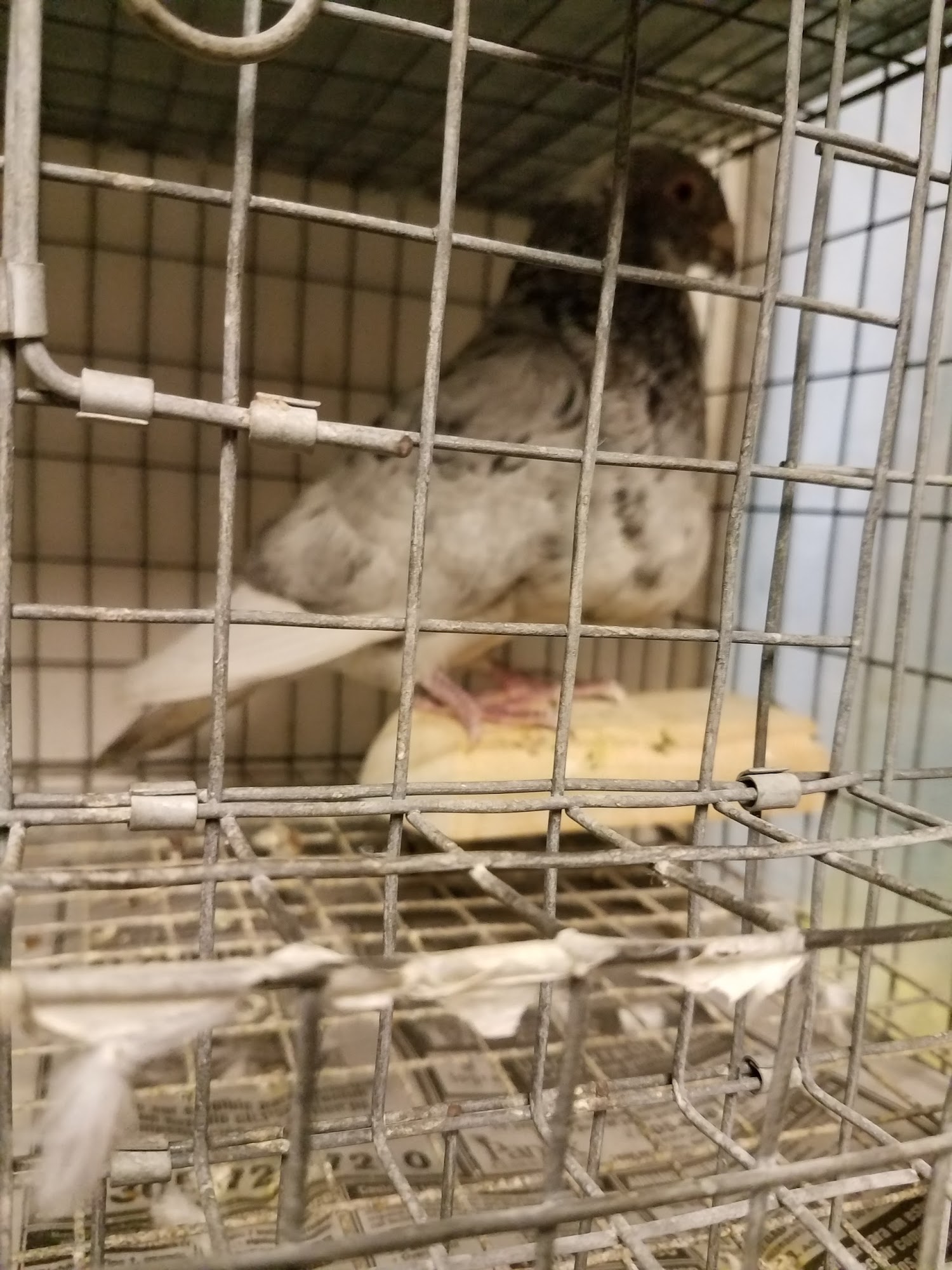 El Palomar Pet Shop Inc Coral Gables