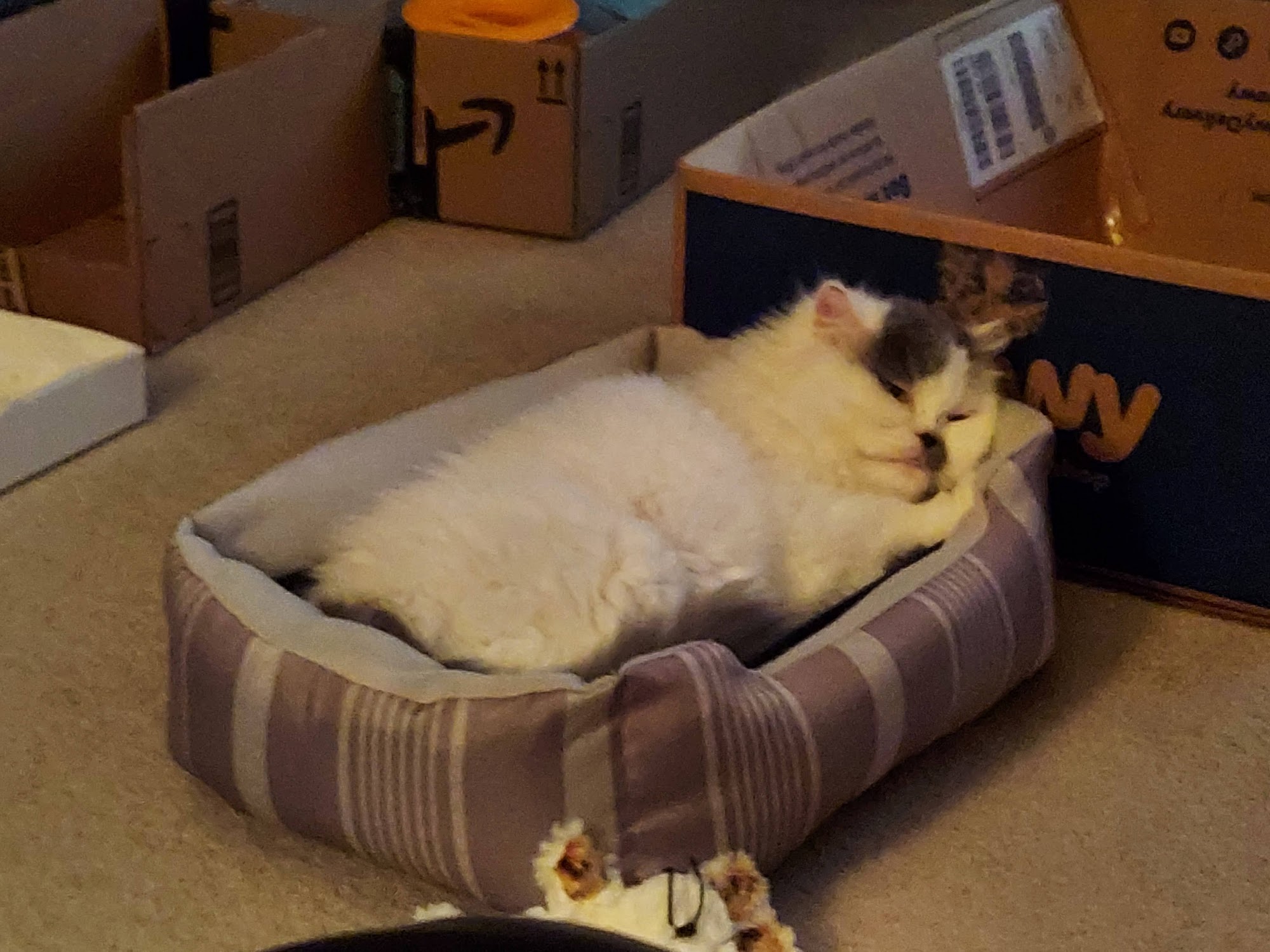 Long Susan DVM Daytona Beach