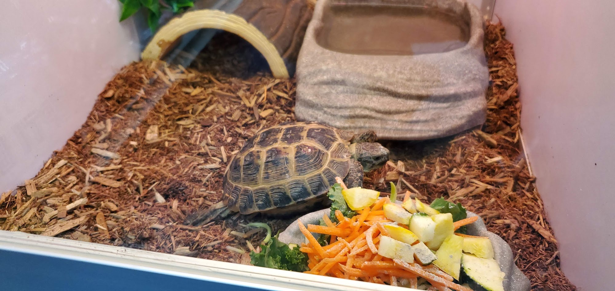 Pet Supermarket Deerfield Beach