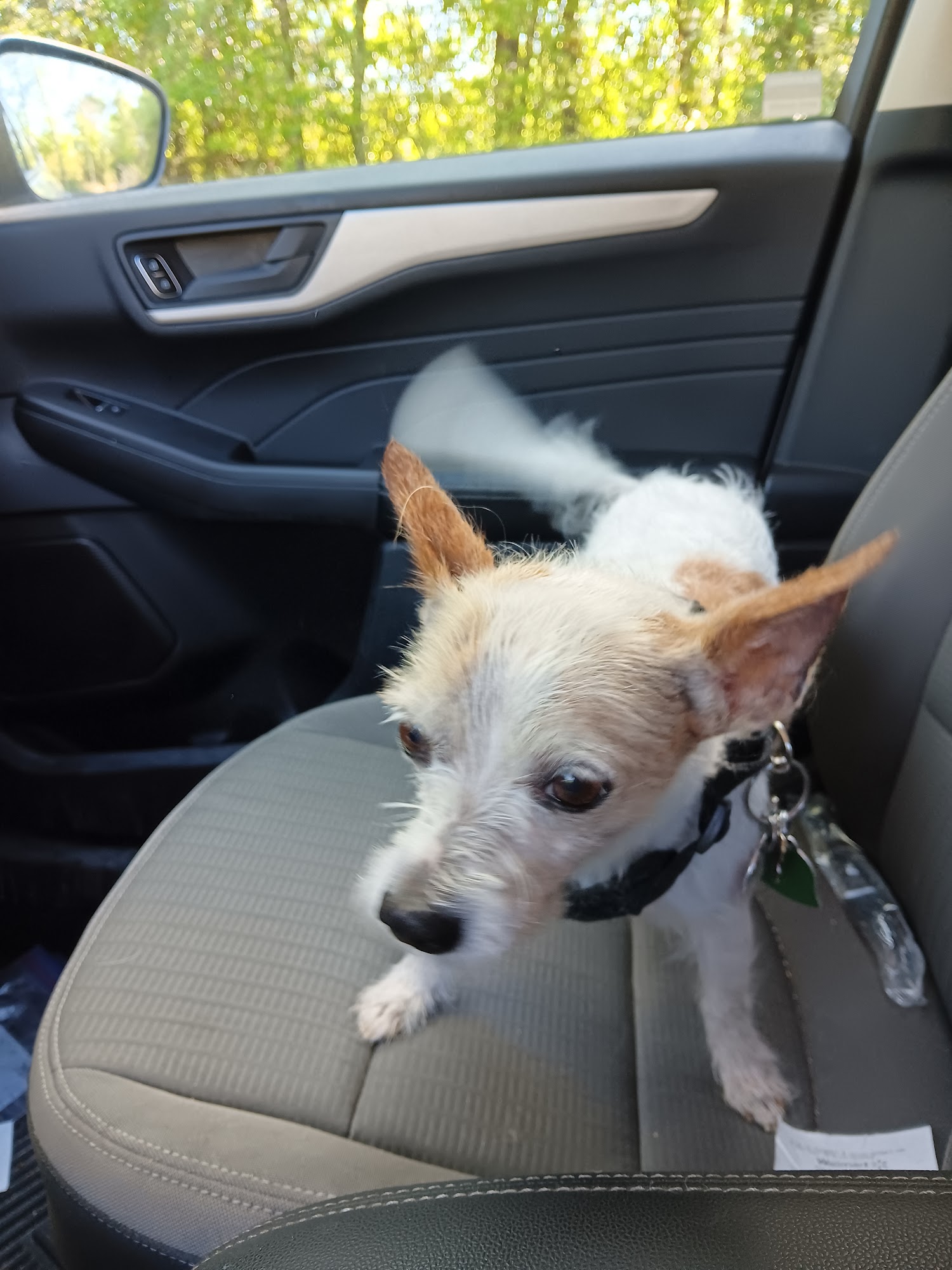 Day's Pet Grooming DeFuniak Springs