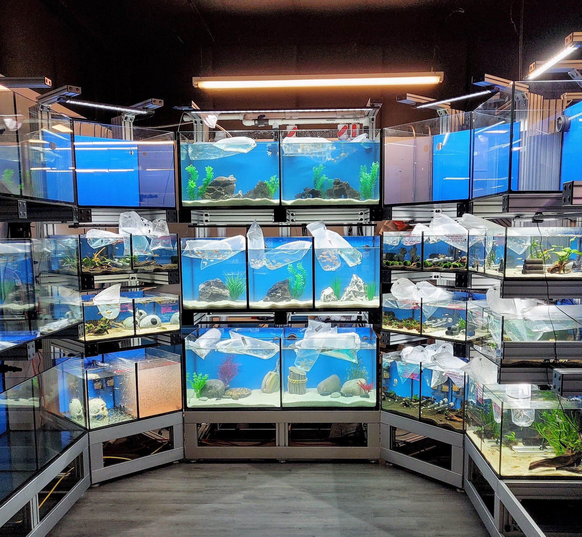 Bluewater Zoo Exotic Aquariums & Reptiles Fort Walton Beach