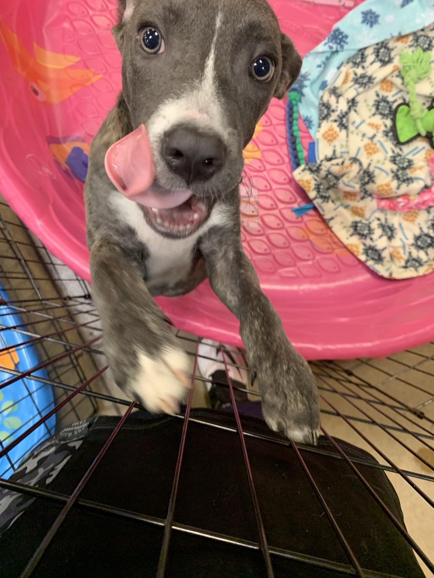 Humane Society of North Central Florida - North Campus Gainesville