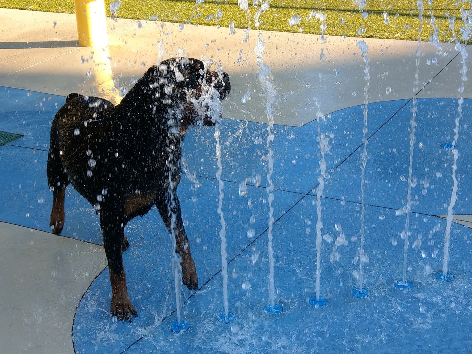 Julington Creek Animal Walk Jacksonville