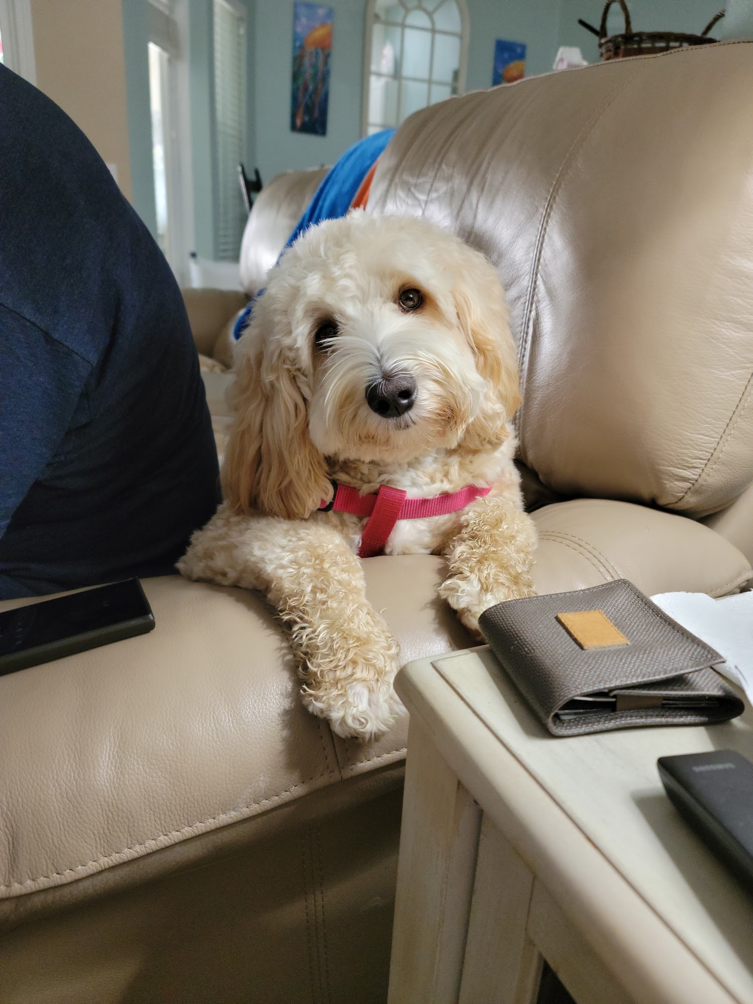 Dog Life Jacksonville