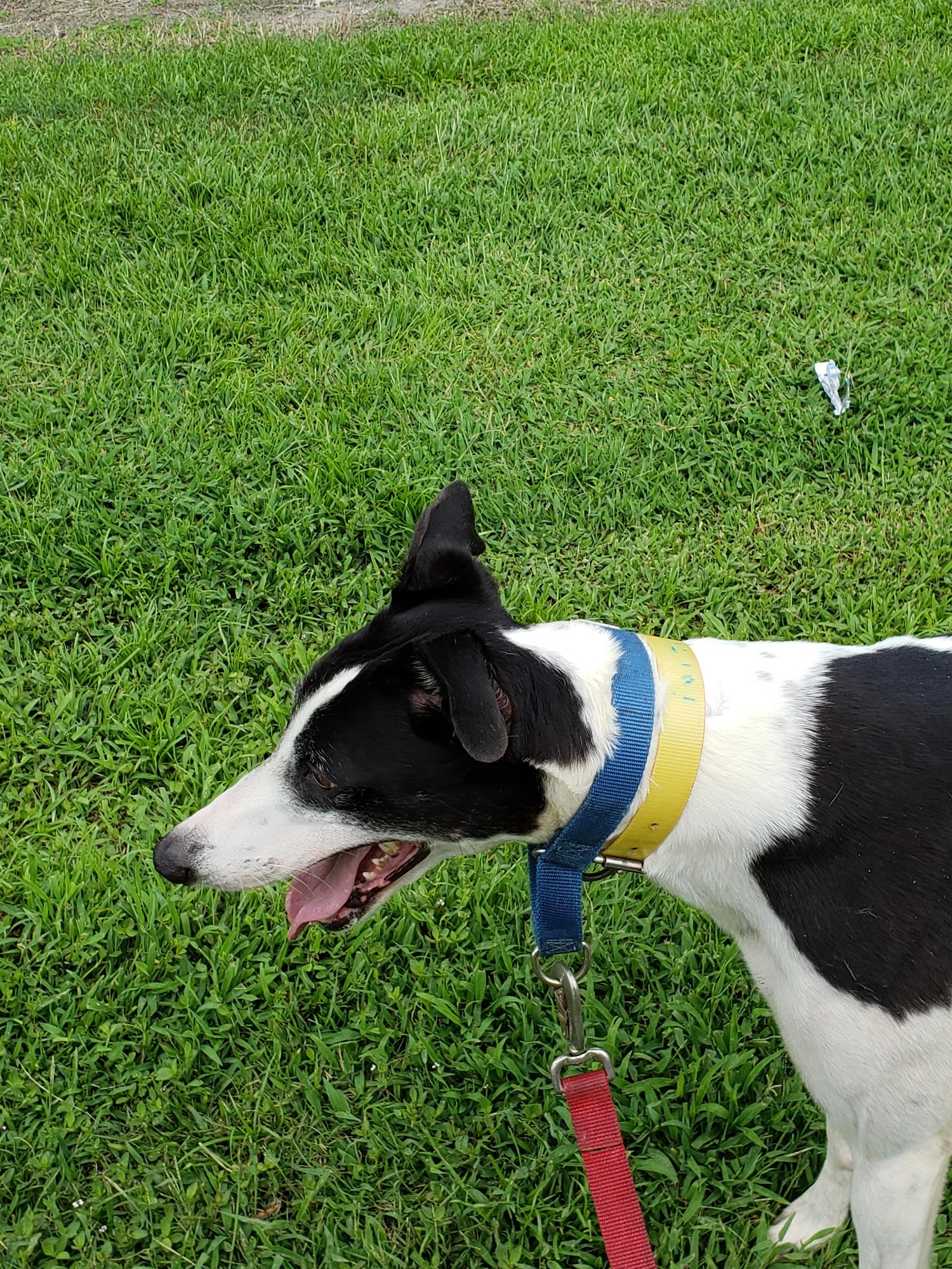 Greyhounds as Pets Jacksonville