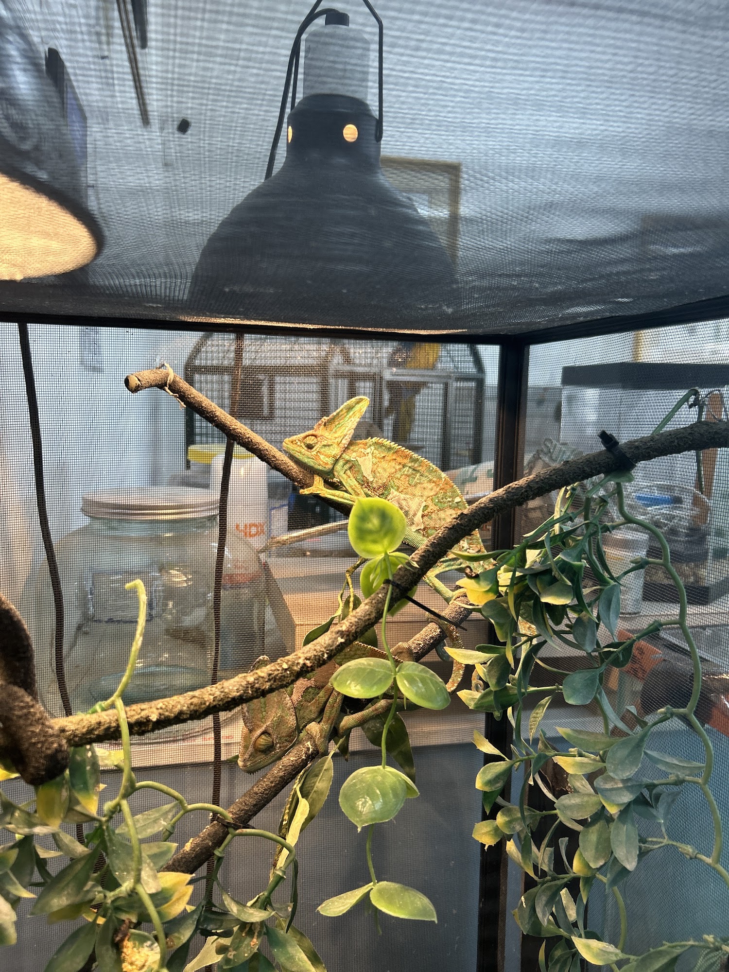 Mia’s Blessing Pet Shop Jacksonville