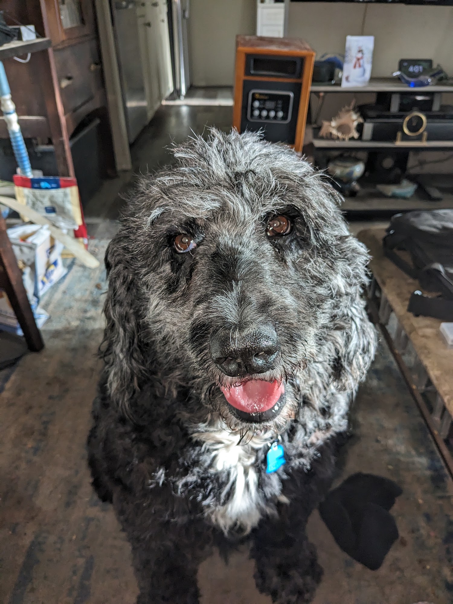 Jacksonville Pet Funeral Home Jacksonville