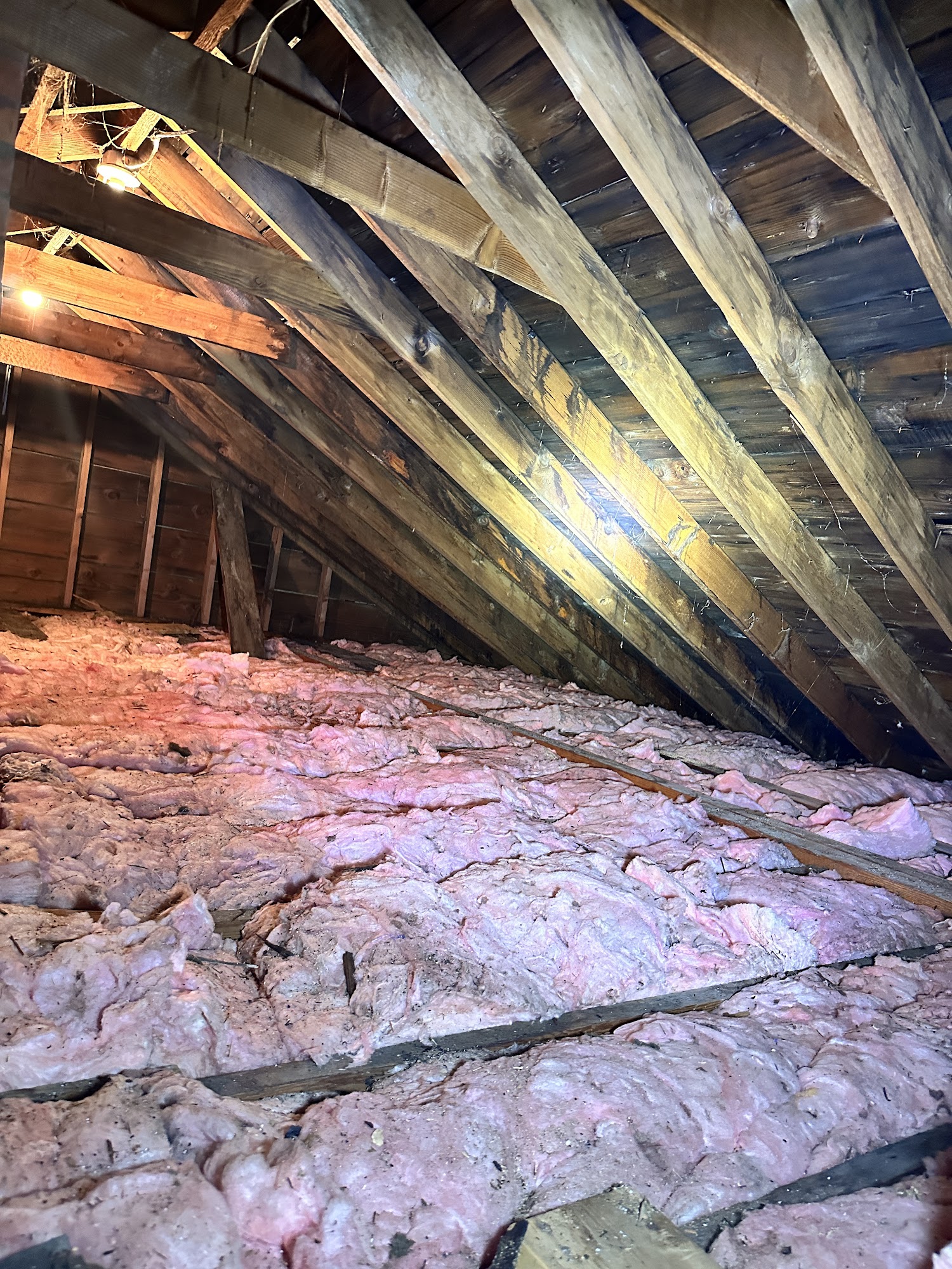 Mr. Mold of Pinellas Lake Panasoffkee