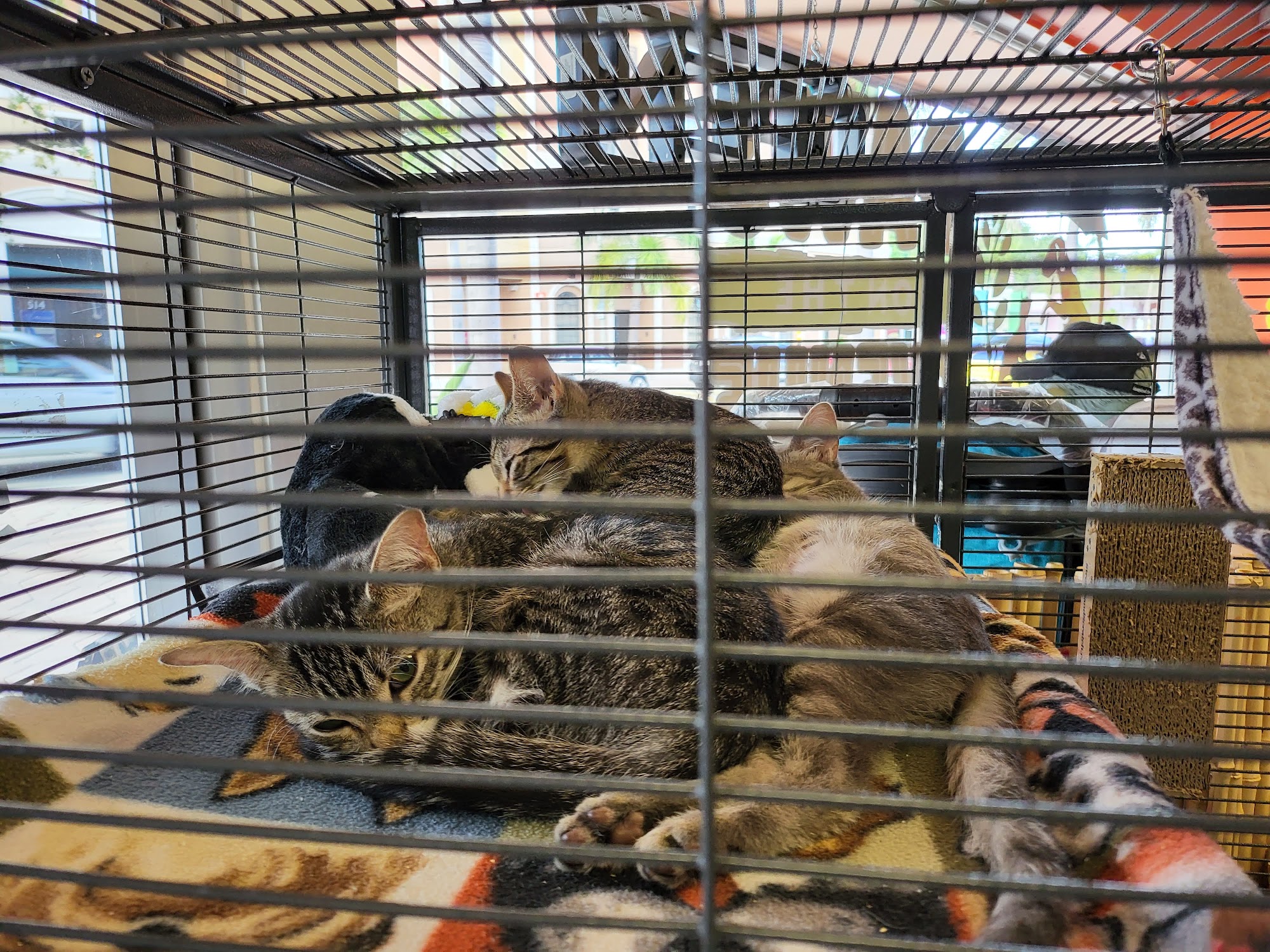 Paws On the Avenue Lake Worth