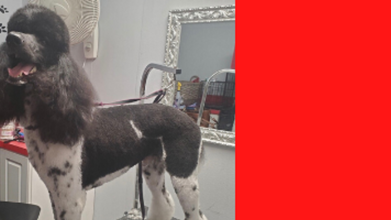 Wet Kisses Pet Company Lake Worth