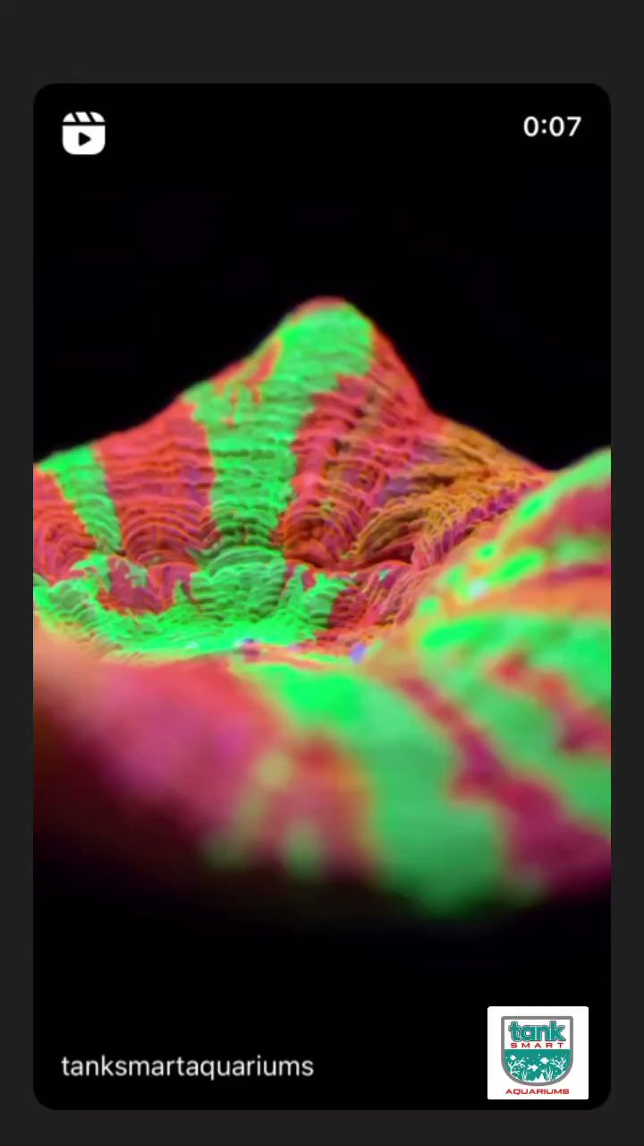 Tank Smart Aquariums Lake Worth