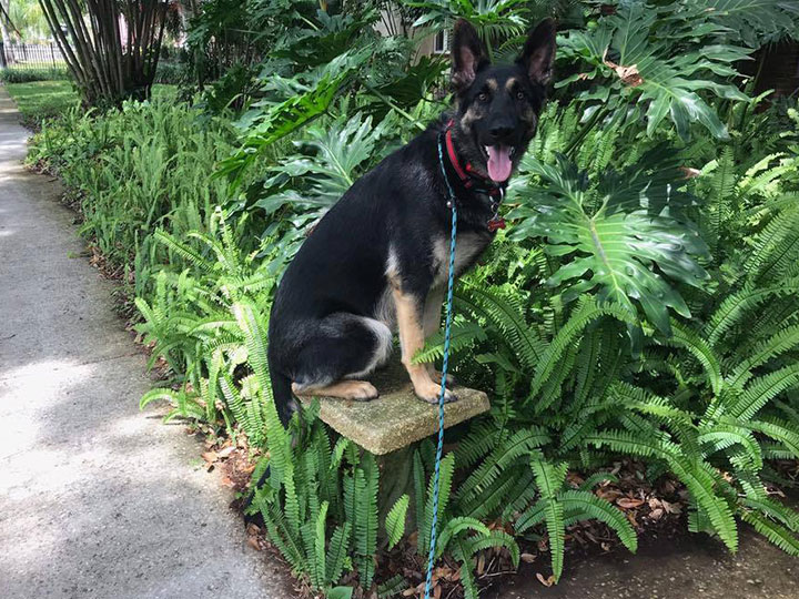 Maligators Dog Training Largo