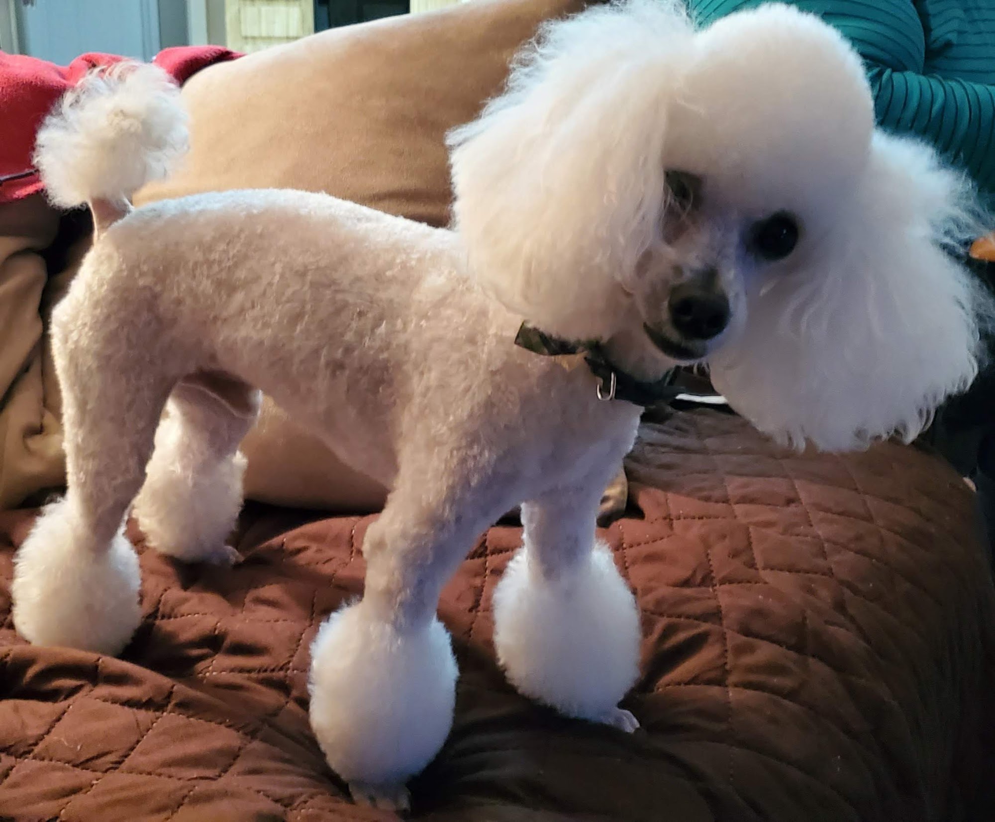 Wags To Riches - Quality Pet Grooming Longwood