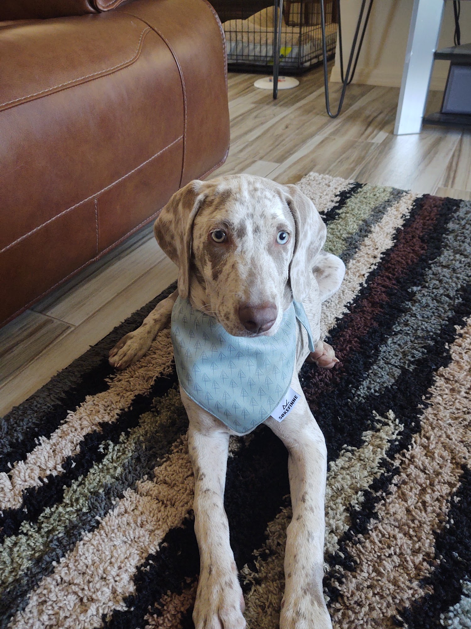 Florida Weimaraner Rescue Loxahatchee Groves