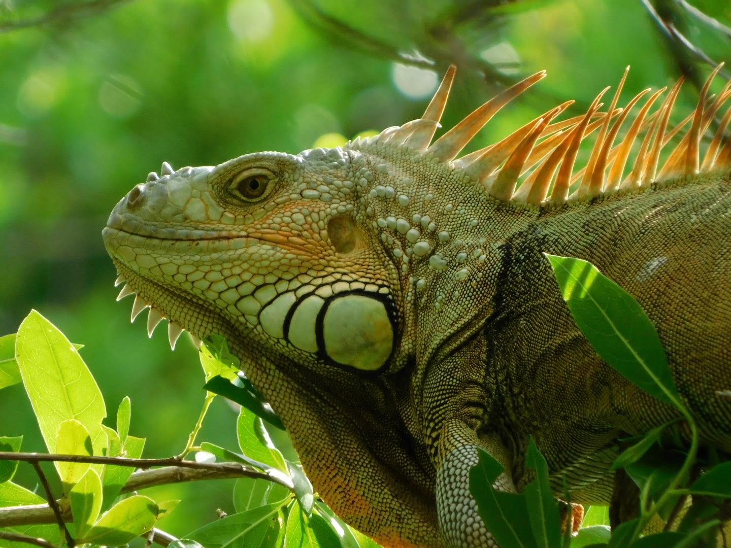 Marathon's Dog Park Marathon