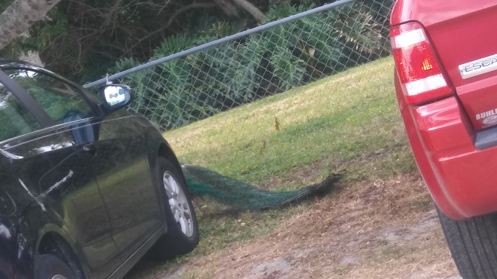 Humane Society of South Brevard Inc. Melbourne