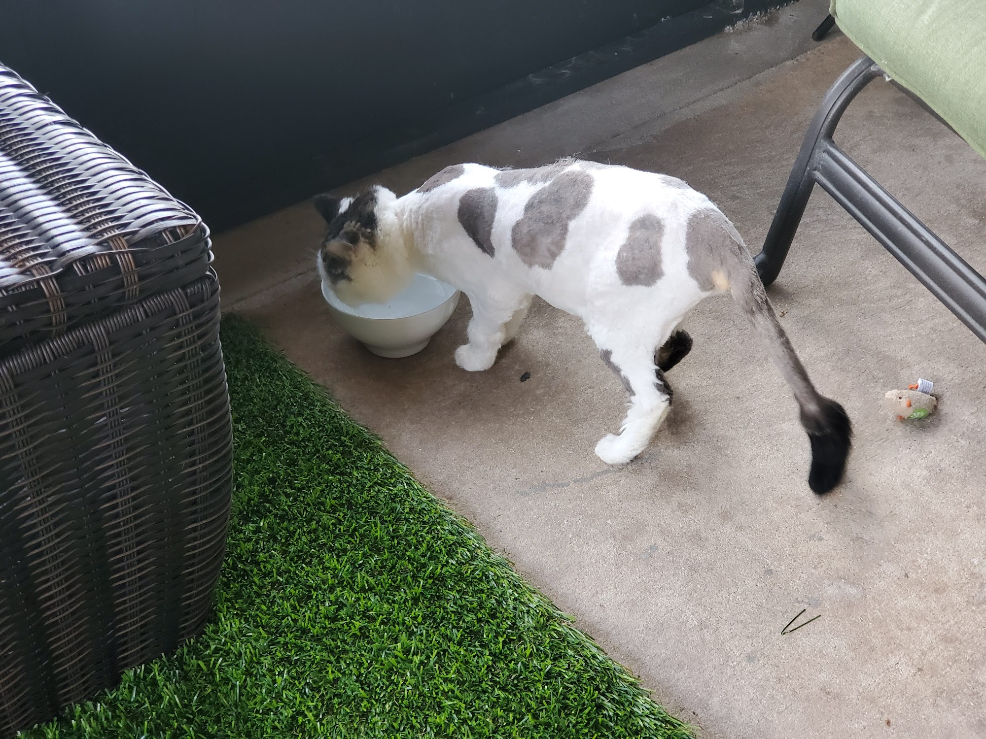 Ohana Pet Resort Merritt Island