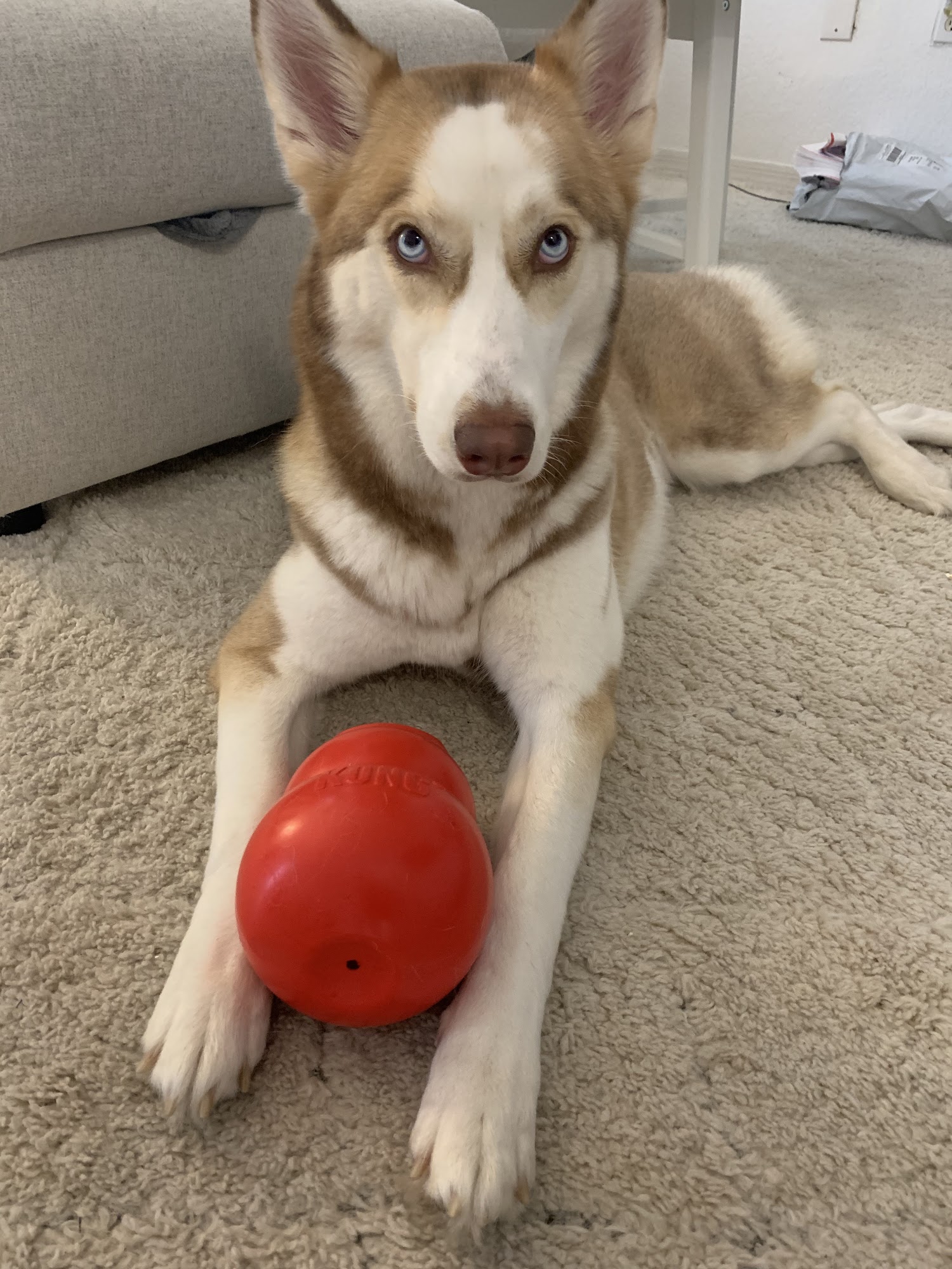 The Pet Vet Discount at Normandy Isle Miami Beach