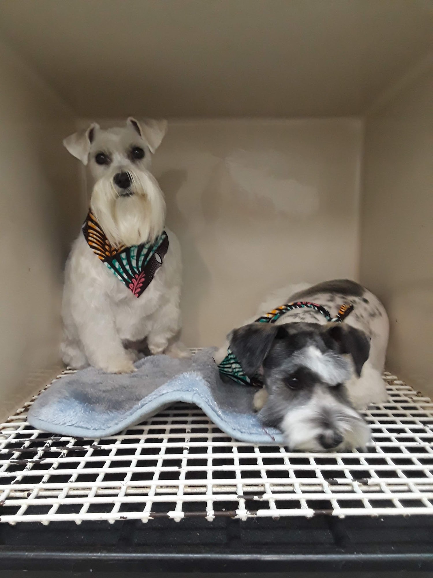 Pet Parade Animal Clinic Miami Gardens